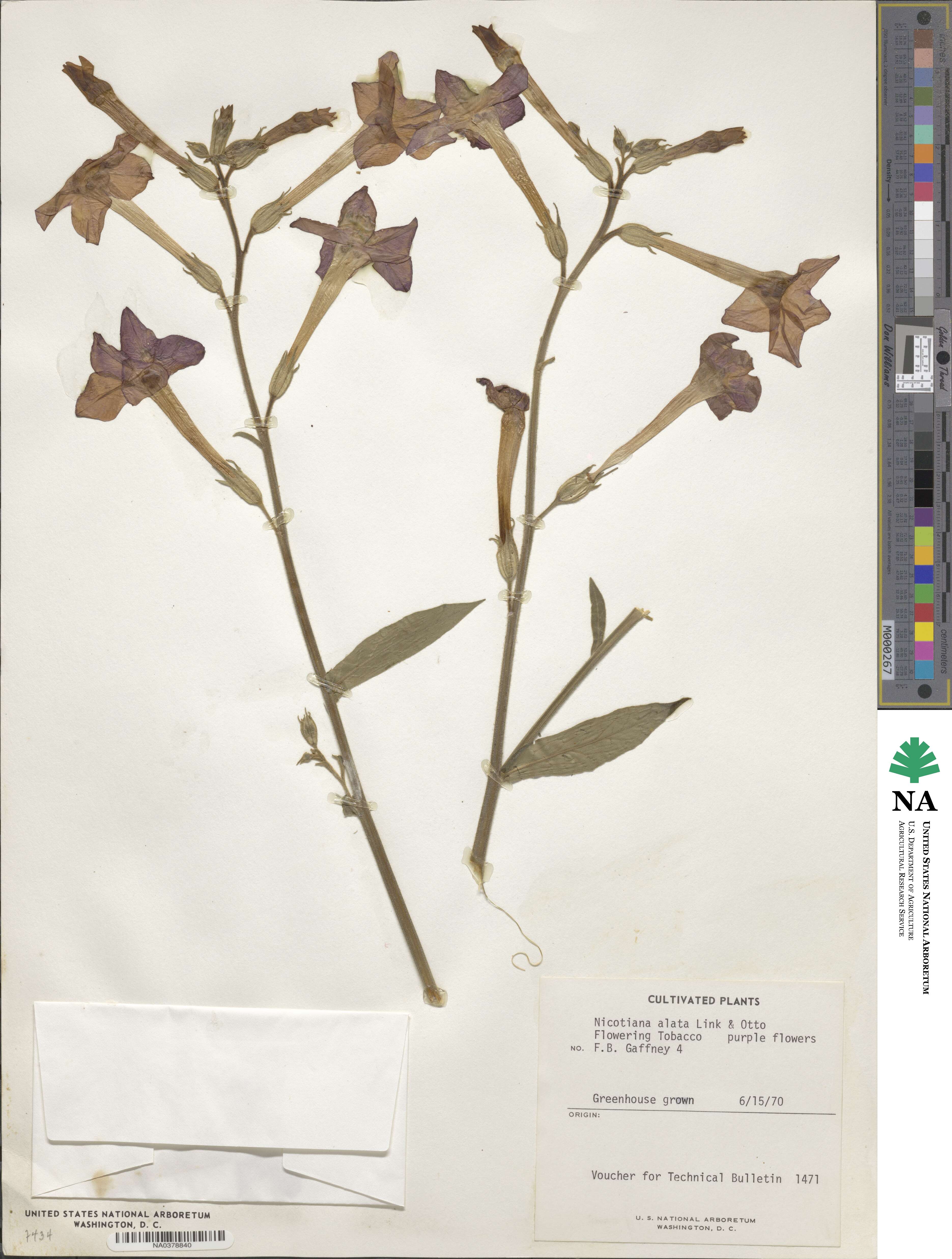 Nicotiana alata image