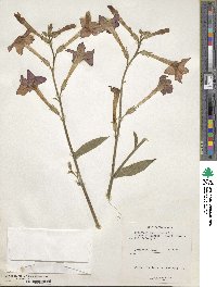 Nicotiana alata image