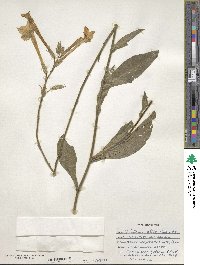 Nicotiana alata image