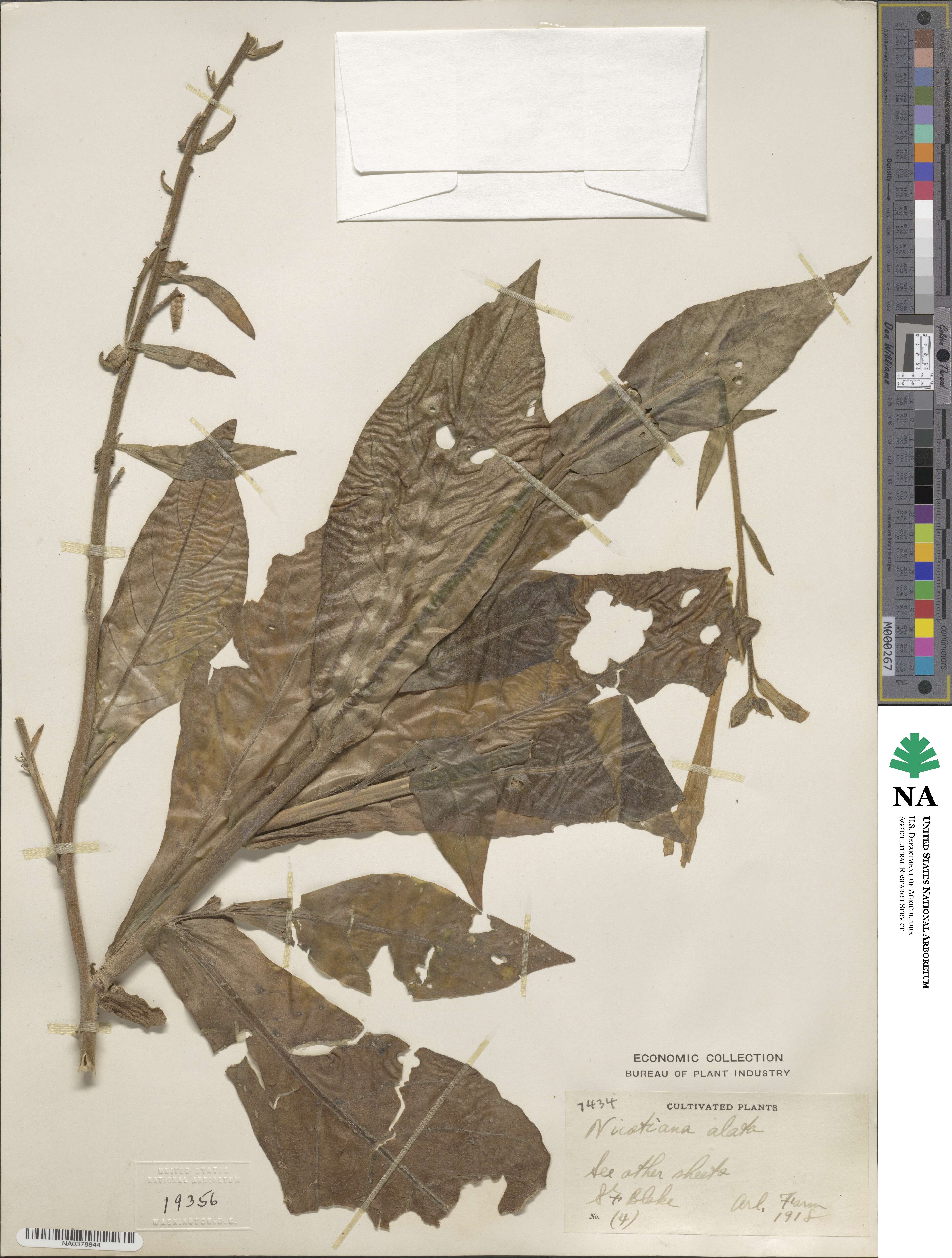 Nicotiana alata image