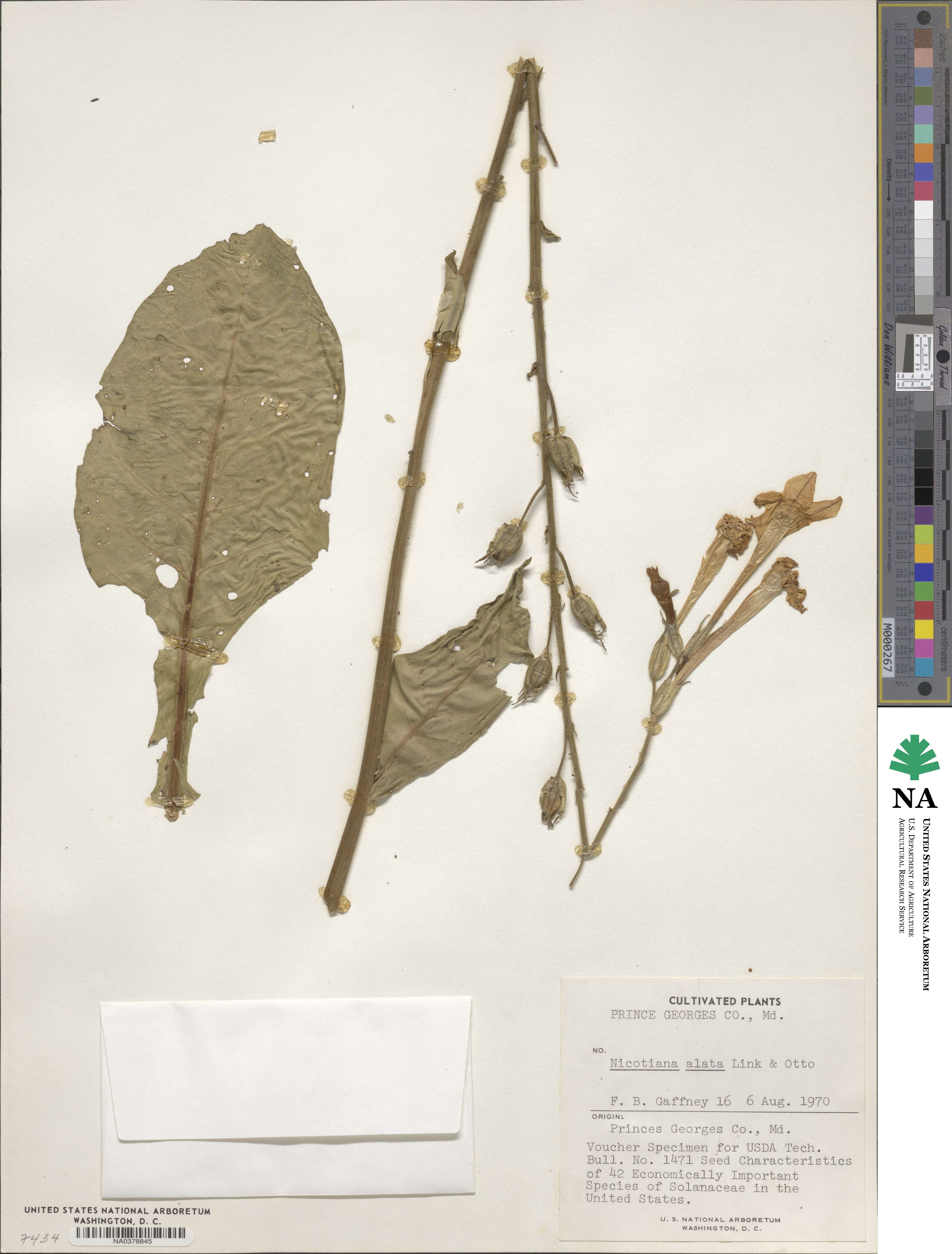 Nicotiana alata image
