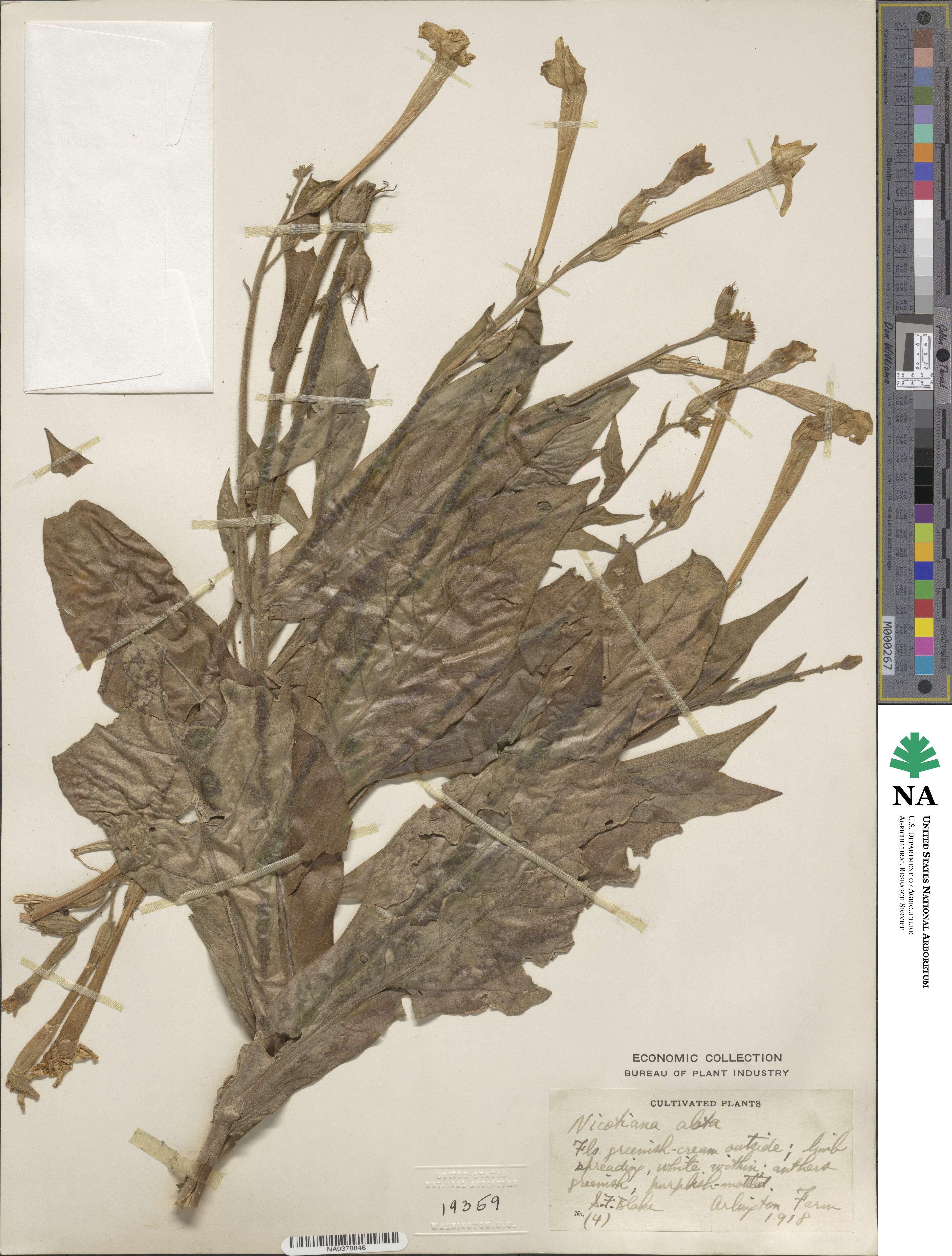 Nicotiana alata image