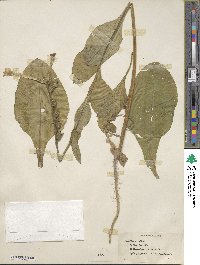 Nicotiana alata image