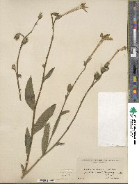 Nicotiana alata image