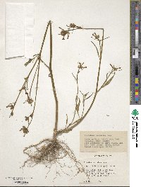 Nicotiana corymbosa image