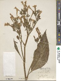 Nicotiana tabacum image