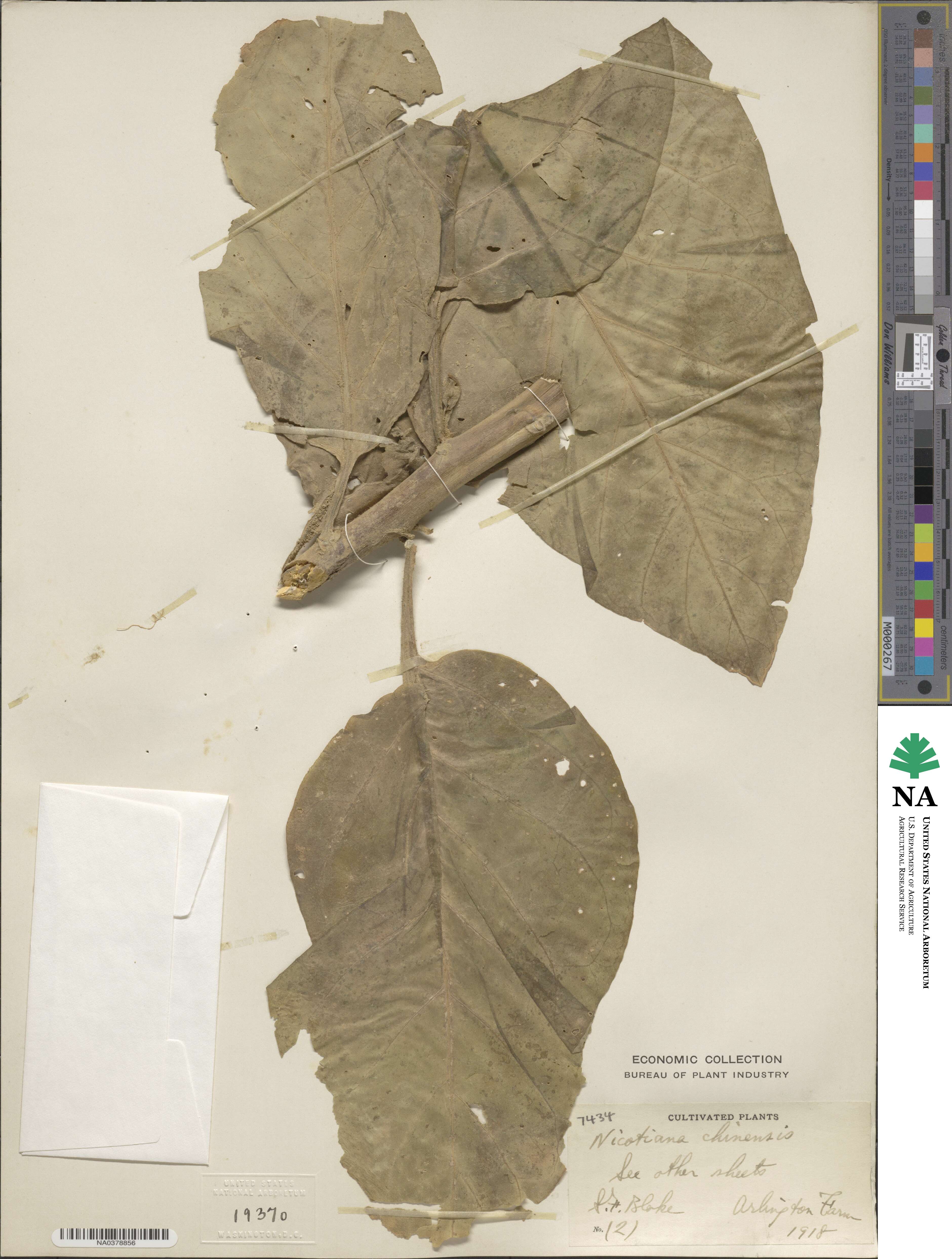 Nicotiana tabacum image