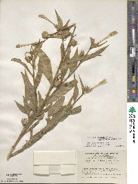 Nicotiana quadrivalvis image