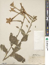 Nicotiana alata image