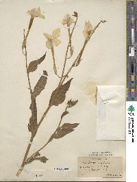 Nicotiana alata image