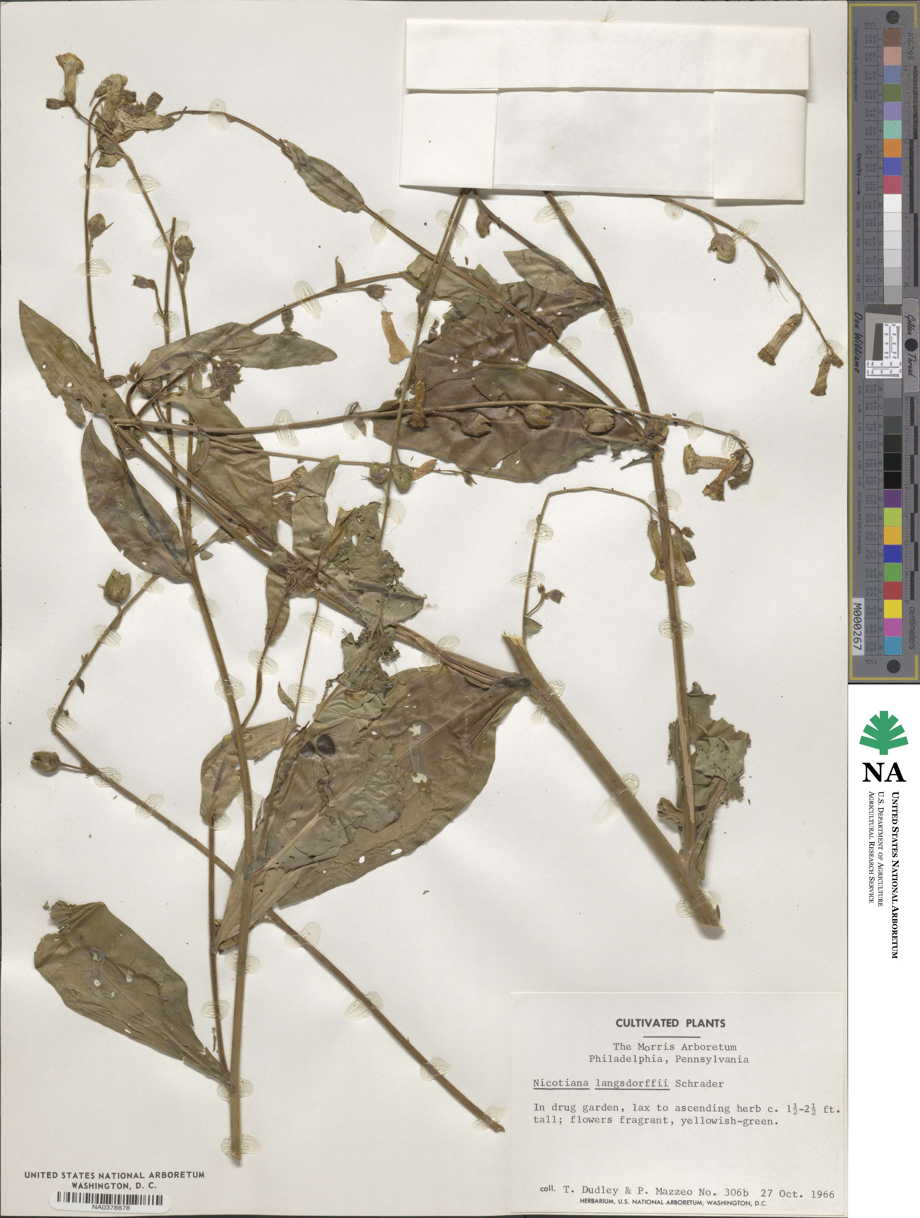 Nicotiana langsdorffii image