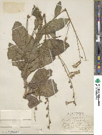 Nicotiana langsdorffii image