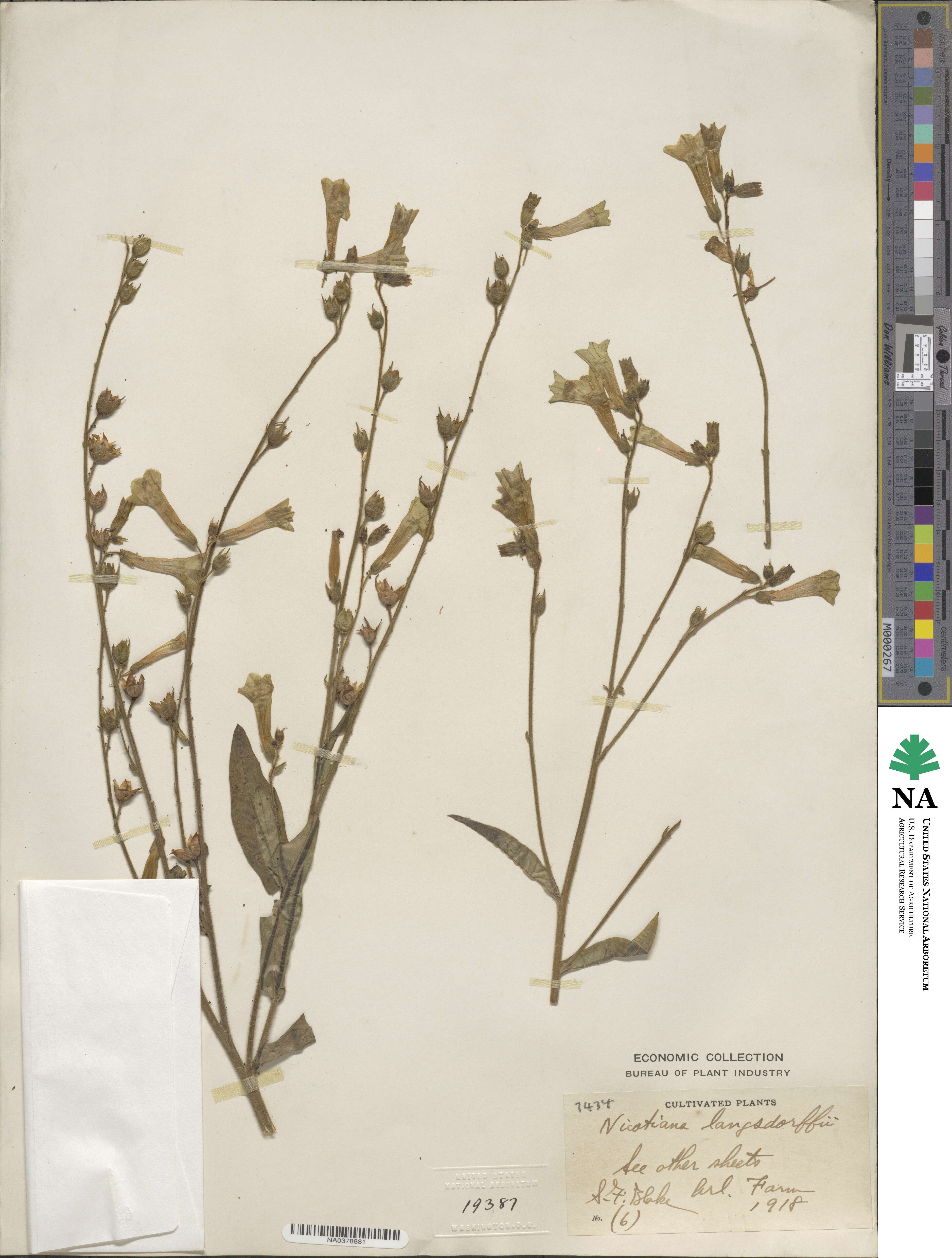 Nicotiana langsdorffii image