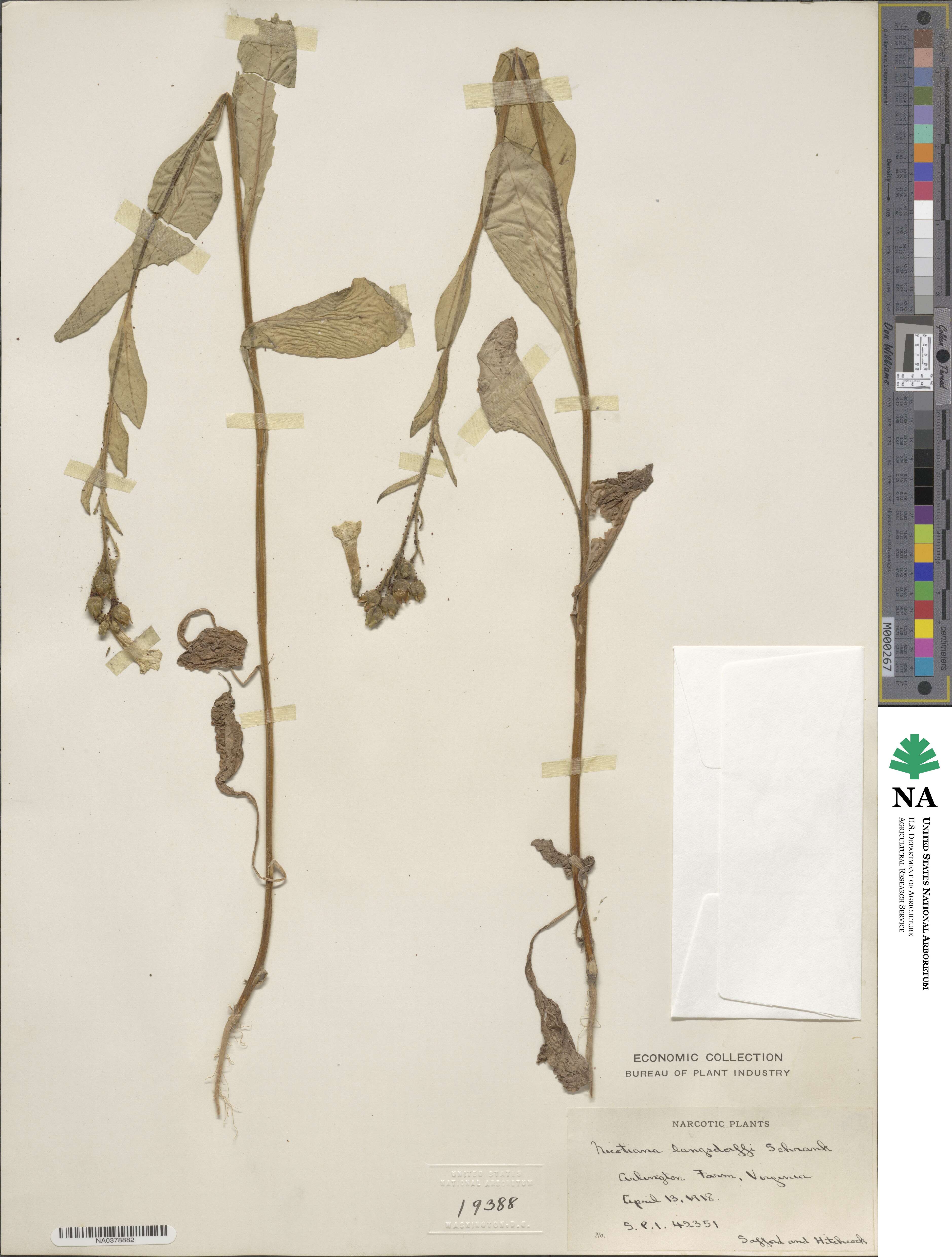 Nicotiana langsdorffii image