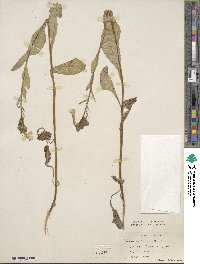 Nicotiana langsdorffii image