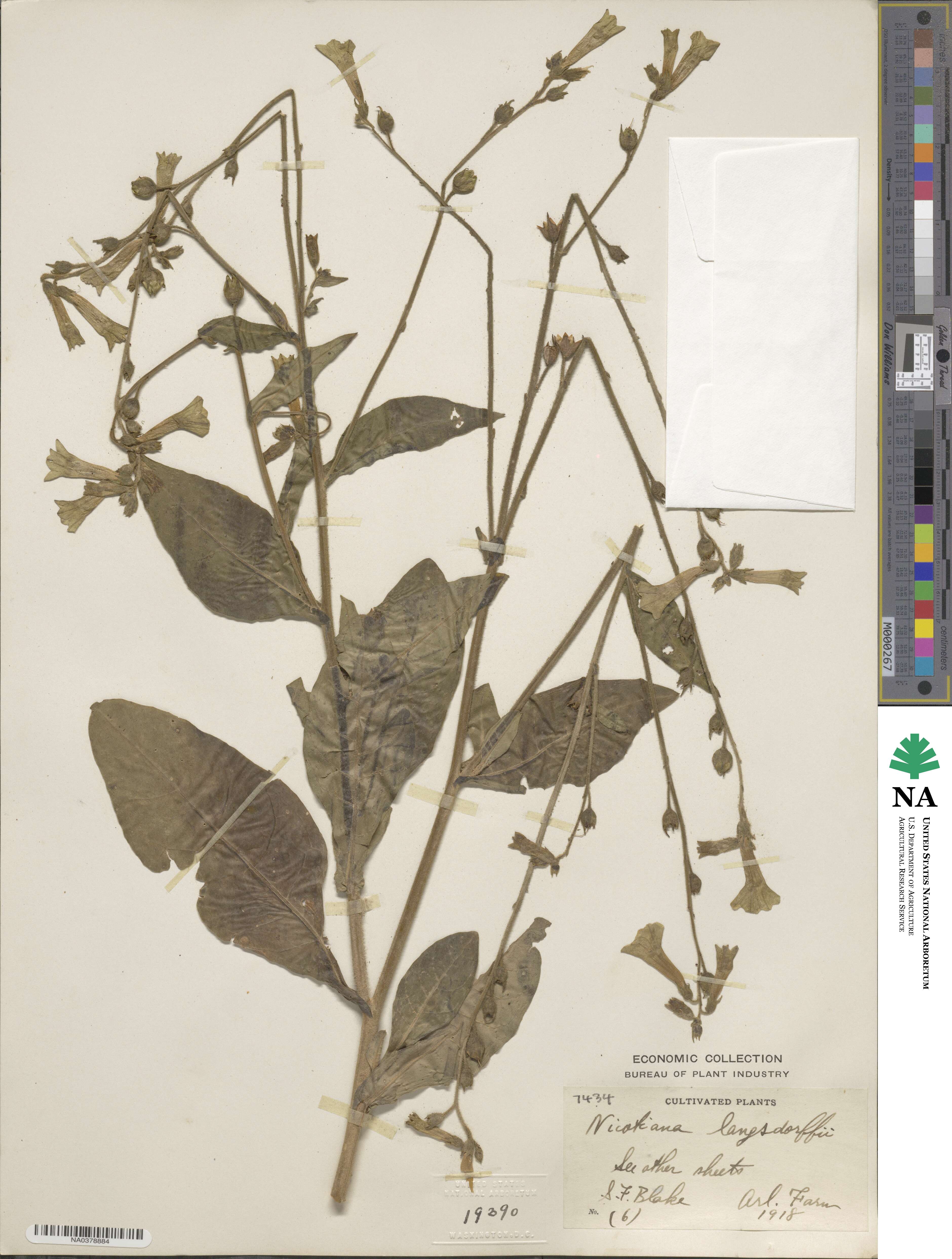 Nicotiana langsdorffii image