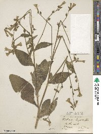 Nicotiana langsdorffii image