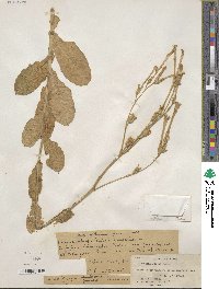 Nicotiana gossei image