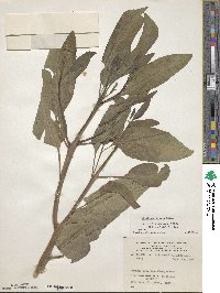 Nicotiana glauca image