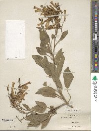 Nicotiana glauca image