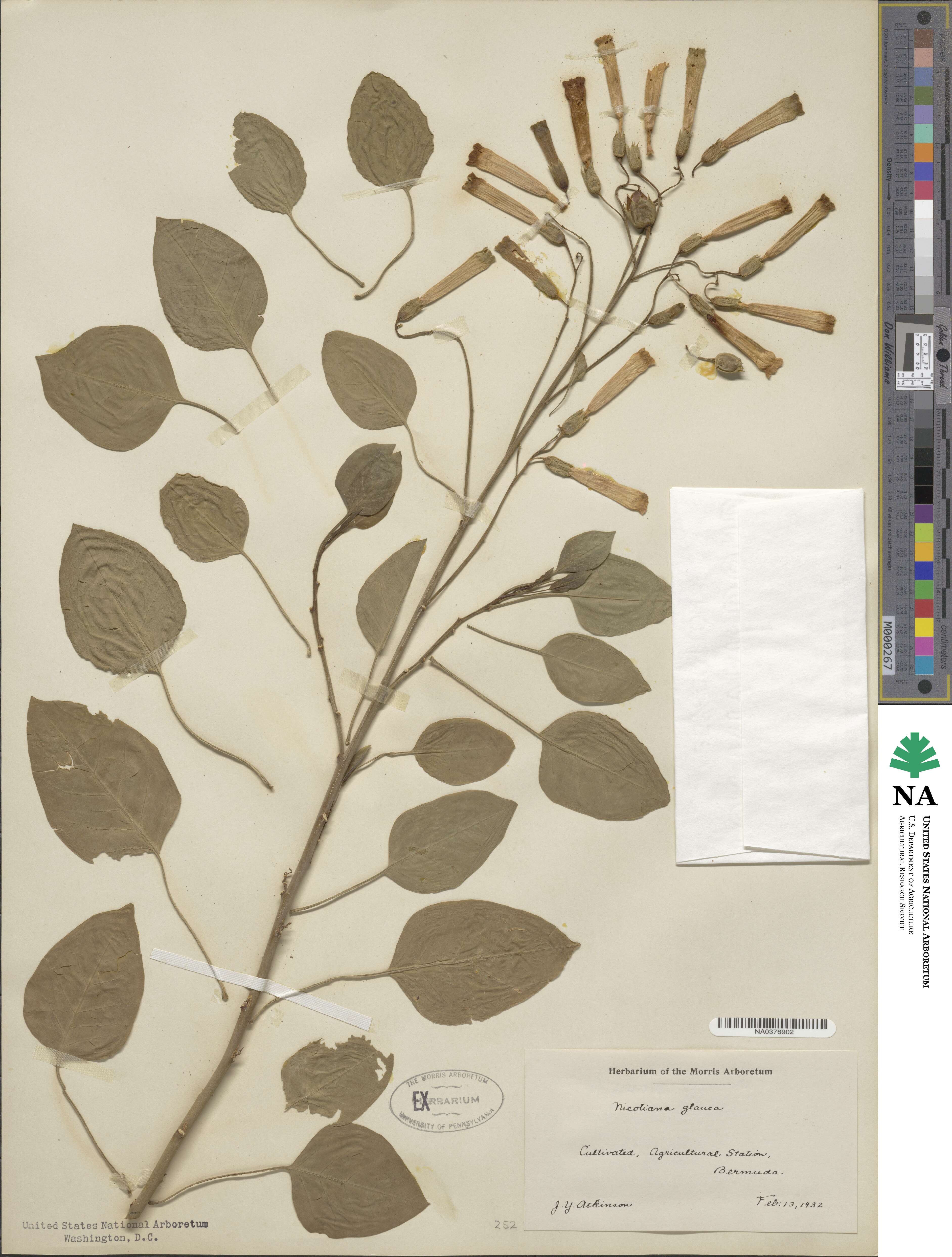 Nicotiana glauca image