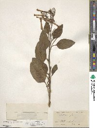 Nicotiana glauca image