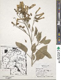 Nicotiana glauca image