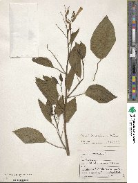 Nicotiana glauca image