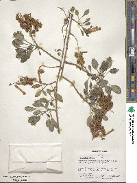 Nicotiana glauca image