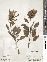 Nicotiana glauca image