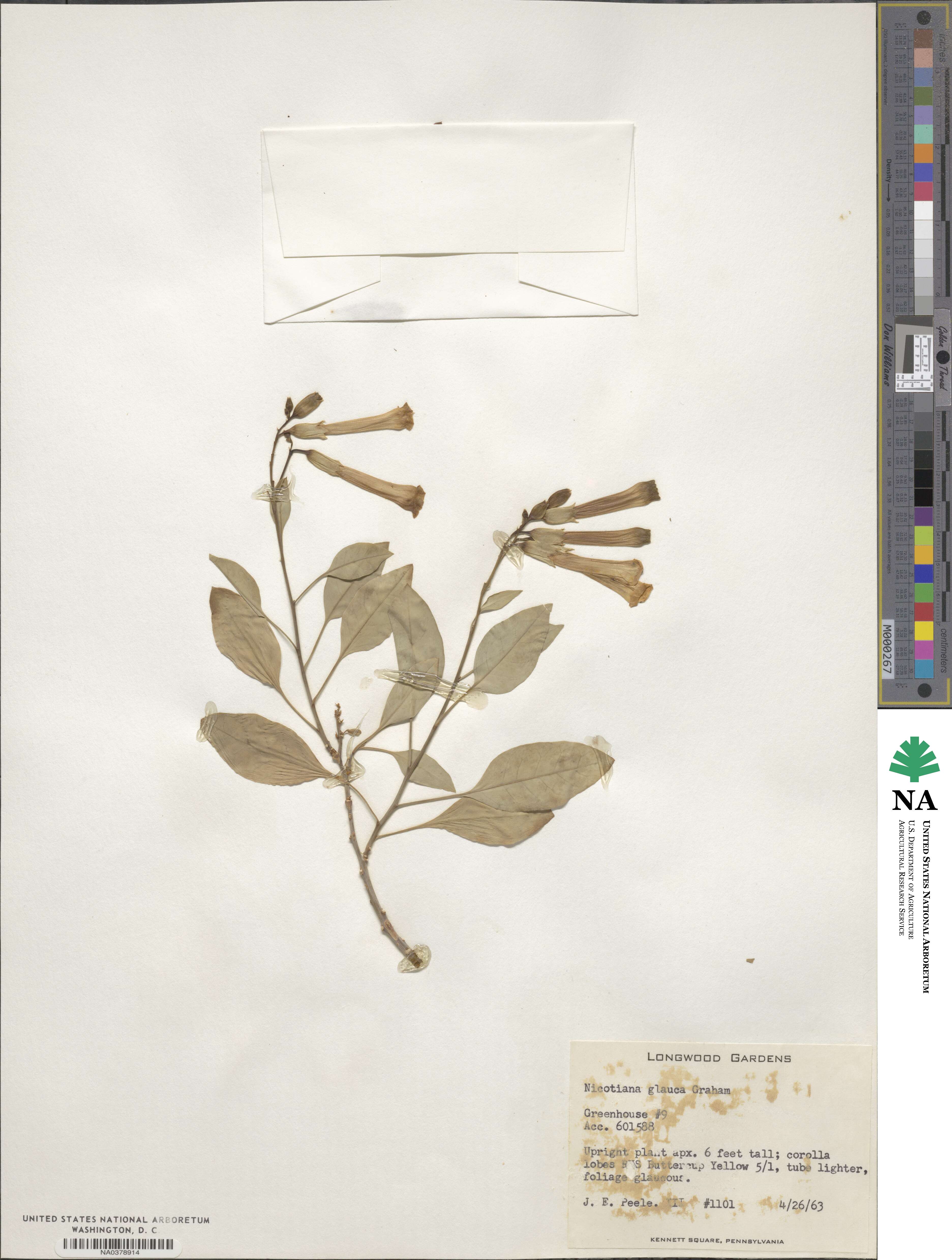 Nicotiana glauca image