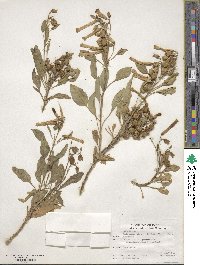 Nicotiana glauca image