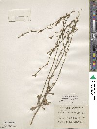 Nicotiana suaveolens image