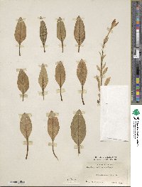 Nicotiana quadrivalvis image