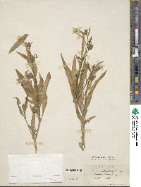 Nicotiana quadrivalvis image