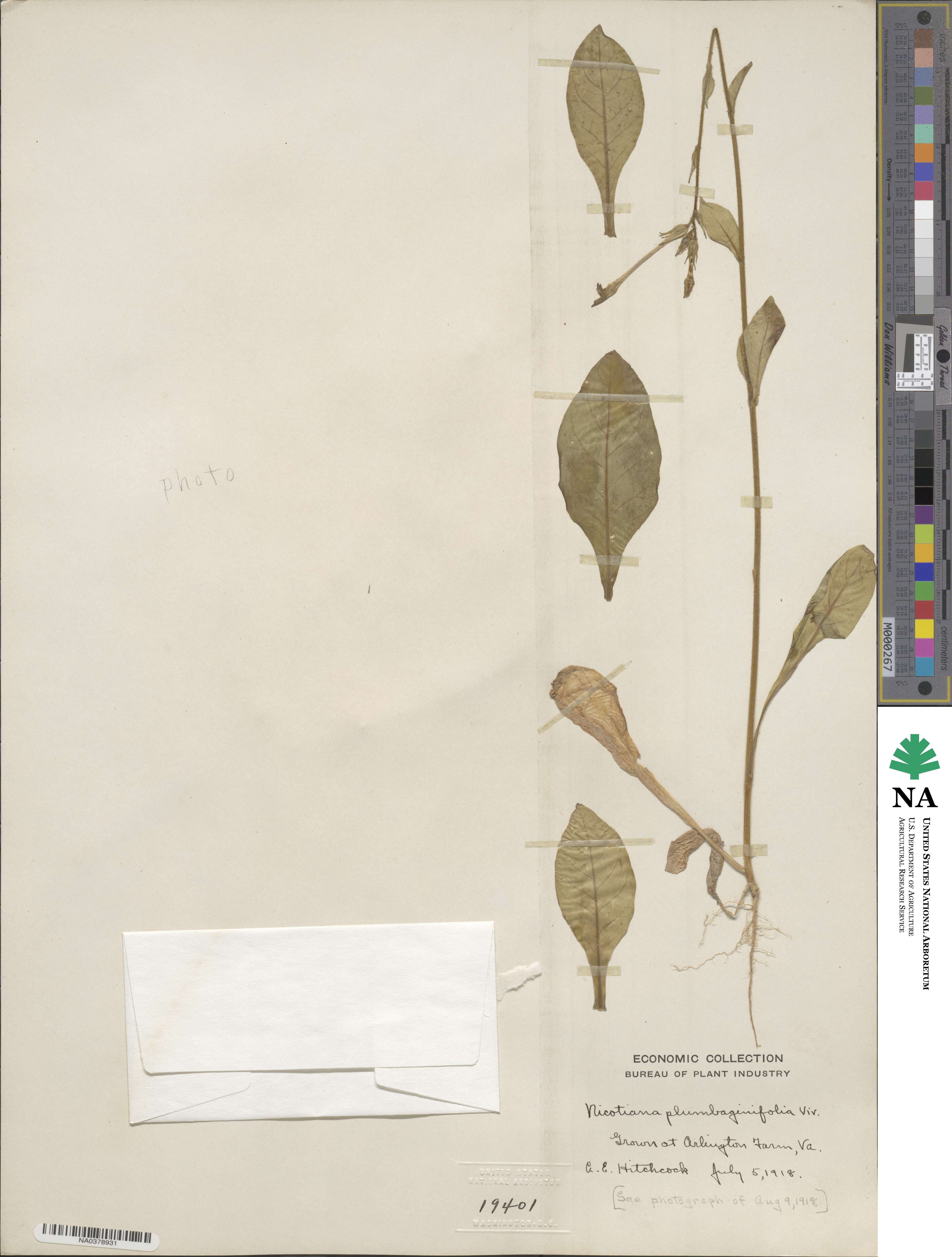 Nicotiana plumbaginifolia image