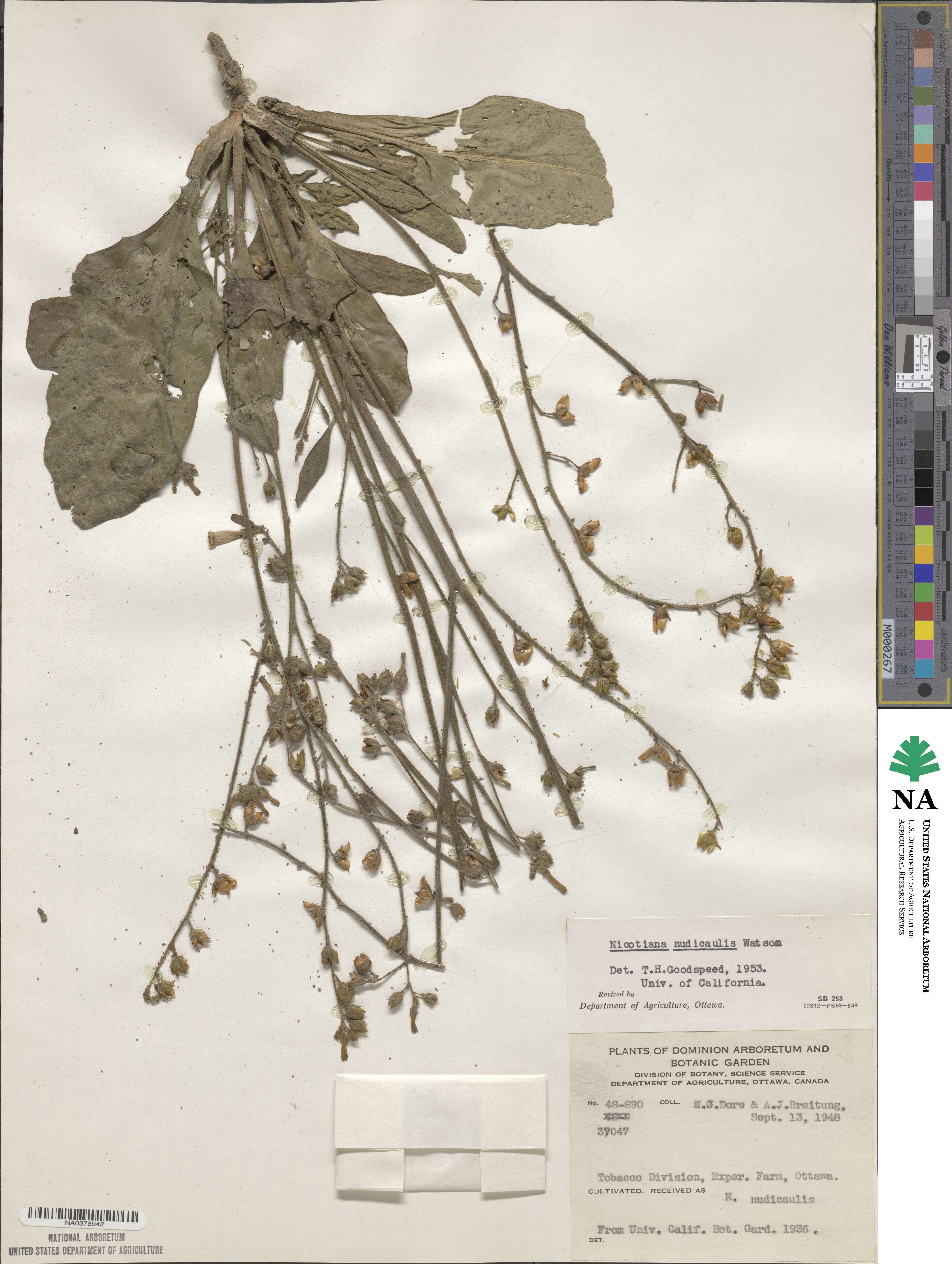 Nicotiana nudicaulis image