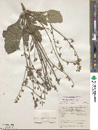 Image of Nicotiana nudicaulis