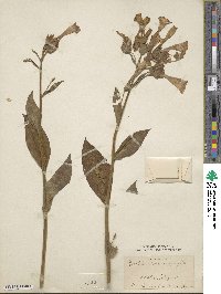 Nicotiana tabacum image