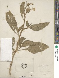 Nicotiana quadrivalvis image