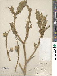 Nicotiana quadrivalvis image