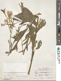 Nicotiana sylvestris image