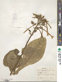 Nicotiana sylvestris image