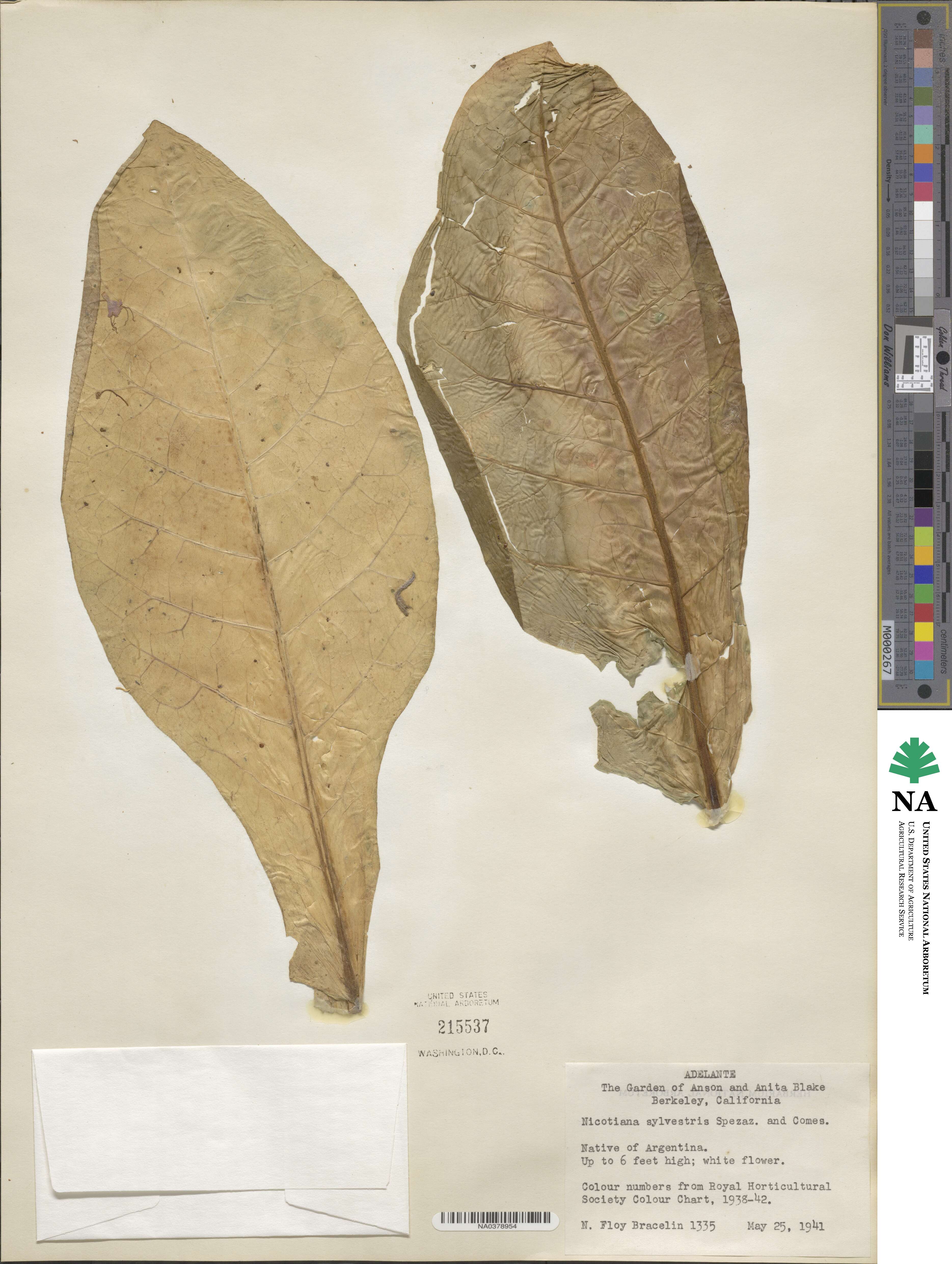 Nicotiana sylvestris image