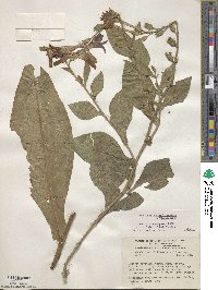 Nicotiana × sanderae image