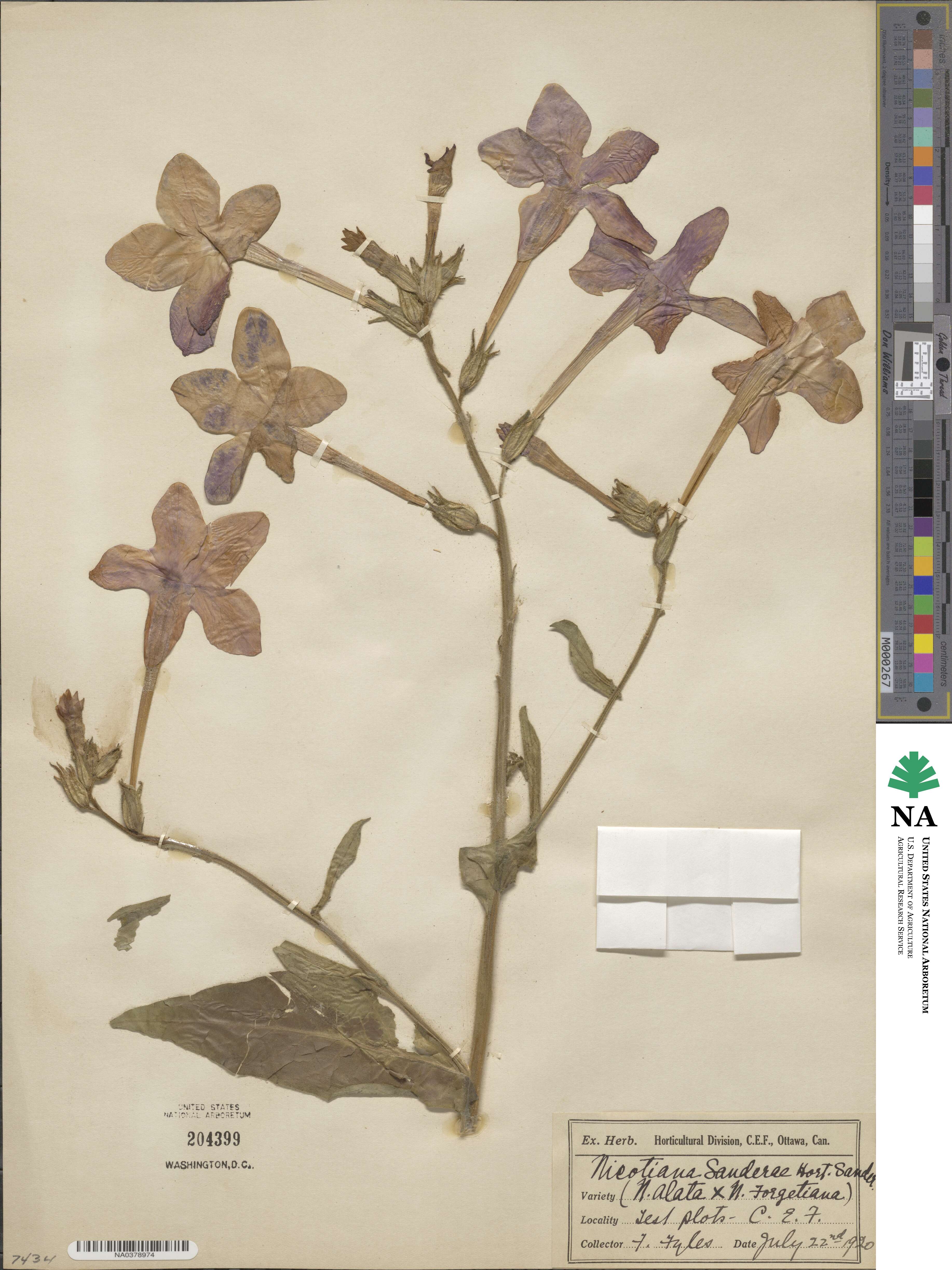 Nicotiana × sanderae image