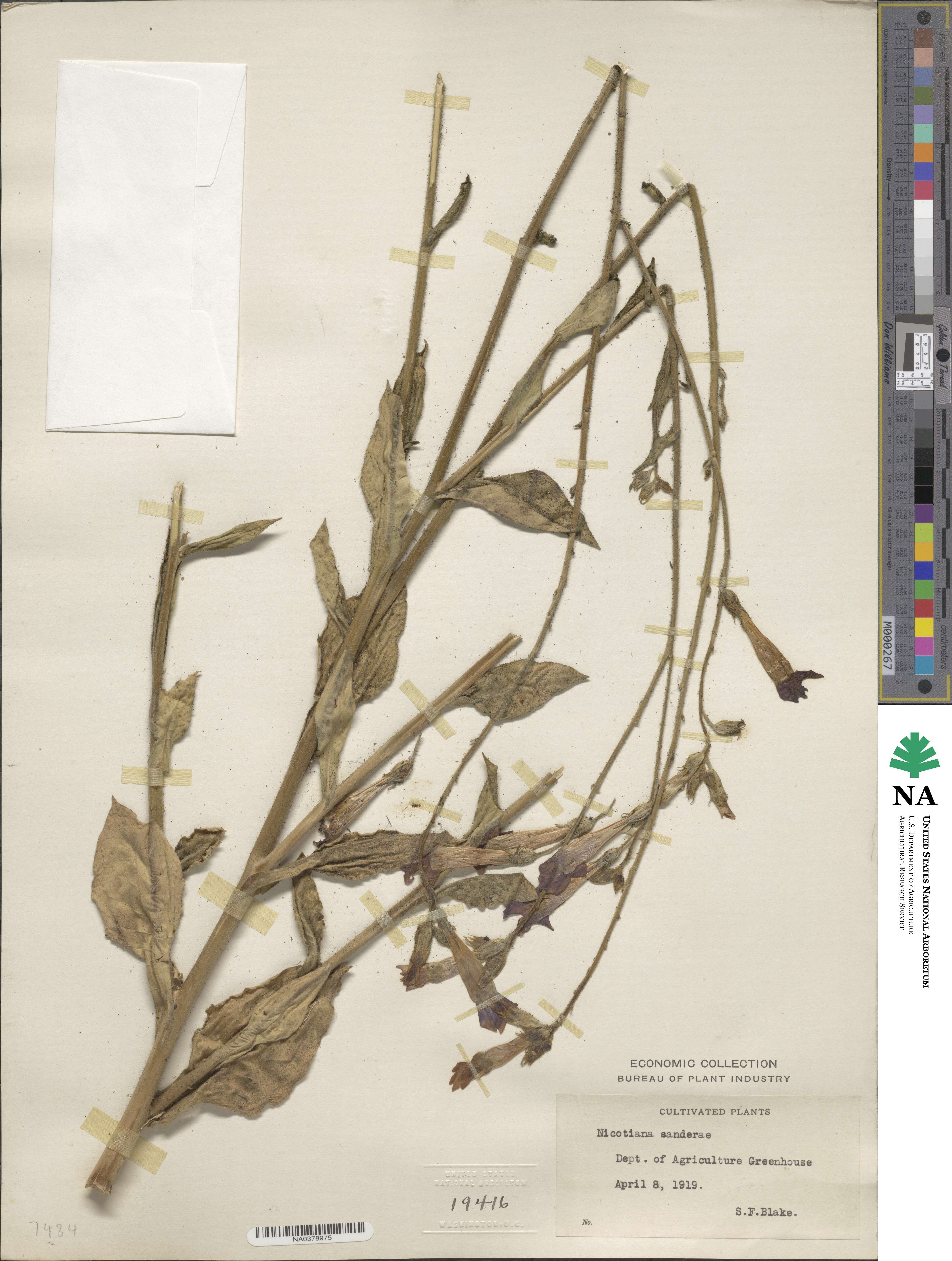 Nicotiana × sanderae image