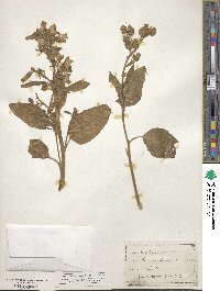 Nicotiana rustica image