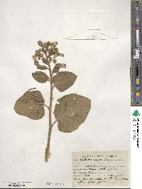 Nicotiana rustica image