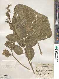 Nicotiana rustica image